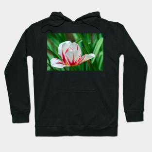 Rembrandt Tulip Hoodie